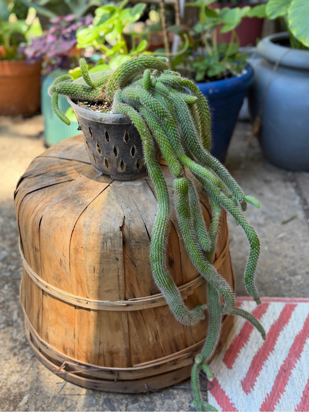 Trailing Green Cactus Accent - Lush Hanging Succulent